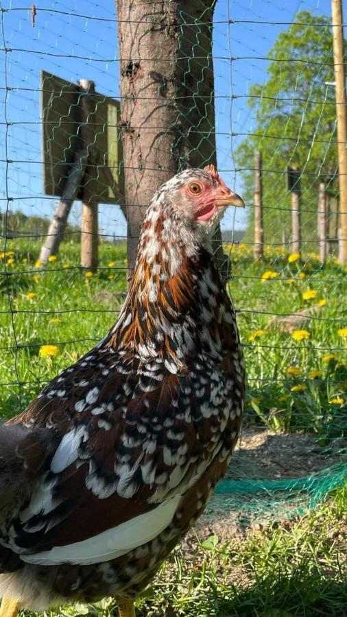 Agroturystyka,, Ranczo Kruszynki" Stronie Śląskie Екстериор снимка